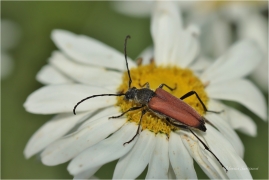 <p>TESAŘÍK ČERNOŠPIČKÝ (Stenurella melanura) ---- /Kleiner Schmalbock/</p>